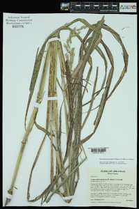 Echinochloa muricata var. muricata image