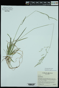 Poa autumnalis image