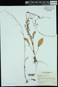 Rumex hastatulus image