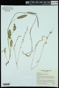 Rumex hastatulus image