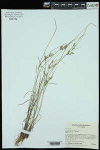 Juncus interior image