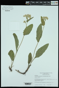 Parthenium hispidum image