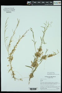 Cuscuta cuspidata image