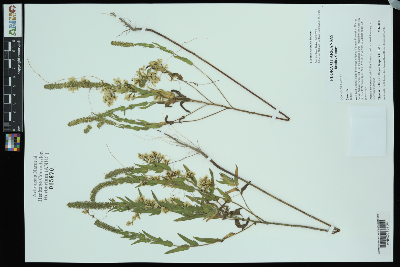 Cuscuta cuspidata image