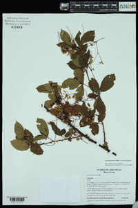 Cuscuta gronovii image