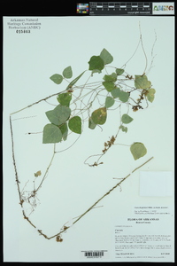 Cuscuta gronovii image