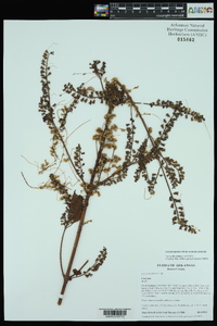 Cuscuta gronovii image