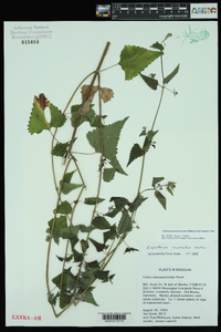 Fleischmannia incarnata image