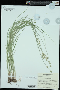 Carex reniformis image