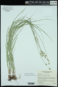 Carex reniformis image