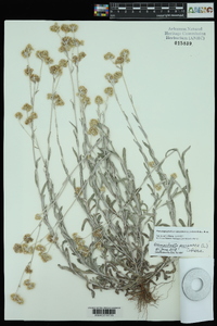 Pseudognaphalium luteoalbum image