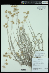 Pseudognaphalium luteoalbum image