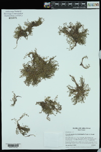 Crassula aquatica image