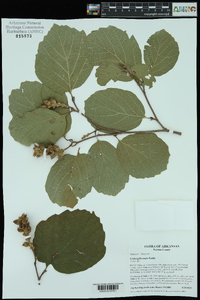 Fothergilla major image