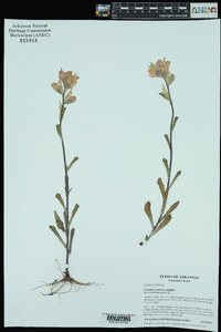 Castilleja indivisa image