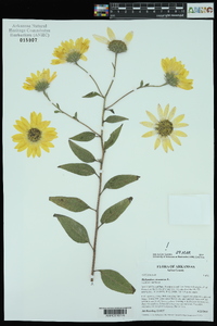 Helianthus strumosus image