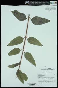 Helianthus strumosus image