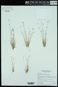 Isolepis pseudosetacea image