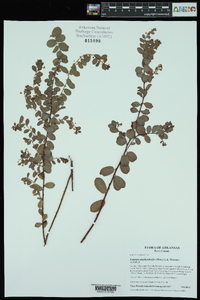 Leptopus phyllanthoides image