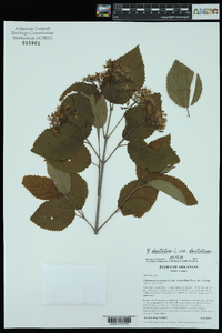 Viburnum dentatum var. dentatum image