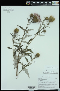 Cirsium engelmannii image