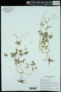 Thalictrum arkansanum image