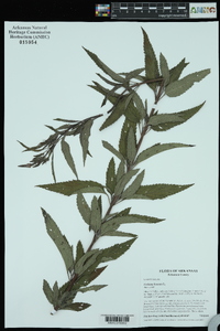 Verbena hastata image