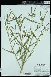 Aeschynomene rudis image