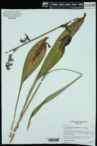 Veratrum woodii image