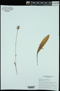 Platanthera clavellata image