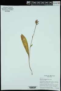 Platanthera clavellata image