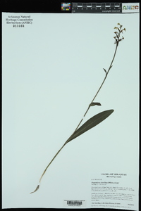 Platanthera clavellata image