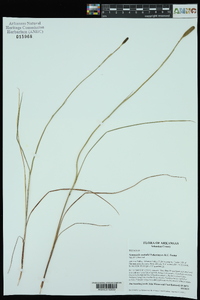 Nemastylis nuttallii image