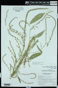 Amaranthus tuberculatus image