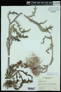 Cirsium horridulum image