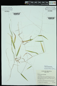 Kellochloa verrucosa image