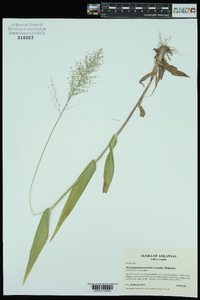 Dichanthelium polyanthes image