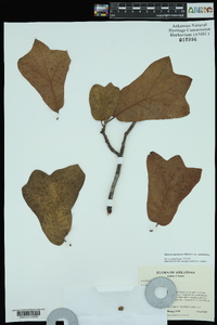 Quercus marilandica var. marilandica image