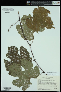 Vitis aestivalis var. aestivalis image