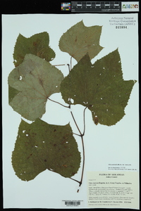 Vitis aestivalis var. aestivalis image