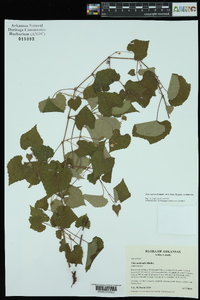 Vitis cinerea image