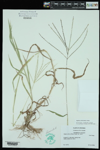 Digitaria ciliaris image