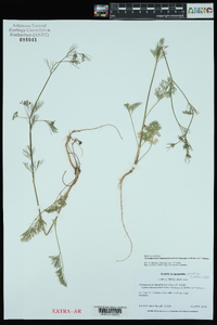 Cyclospermum leptophyllum image