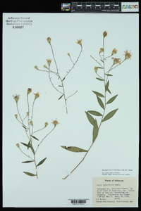 Symphyotrichum turbinellum image