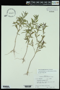 Trichostema coeruleum image