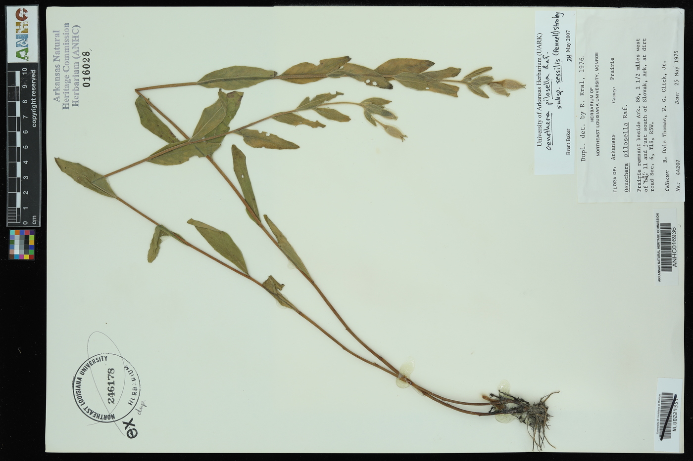 Oenothera pilosella subsp. sessilis image