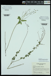 Desmodium ciliare image