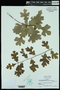 Quercus margaretta image