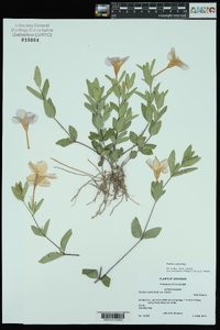 Ruellia humilis image