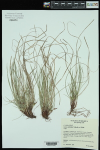 Carex umbellata image